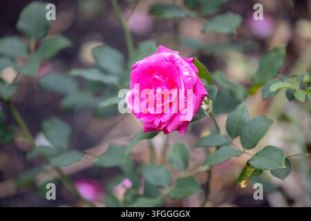 Rose rose vive épanouie contre un feuillage vert doux dans une plantation de jardin à Tiergarten. Banque D'Images