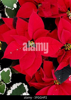 Cliché vertical en gros plan de gouttes d'eau fraîches sur des feuilles de poinsettia rouge vif. Banque D'Images