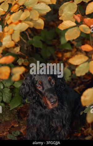 Gordon Setter regarde à travers un feuillage saisonnier jaune vif et orange. Portrait vertical en hauteur met en valeur le visage du chien entouré de couleurs vives Banque D'Images
