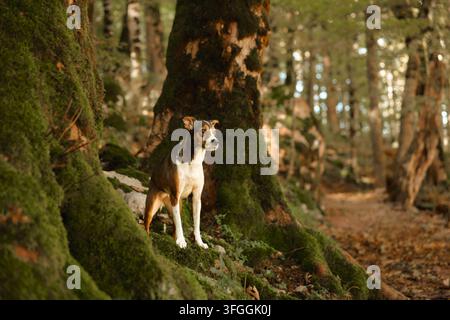 Chien de race mixte debout sur une pente couverte de mousse à côté d'un sentier forestier. Les feuilles saisonnières et les grands arbres créent un cadre pittoresque pour la randonnée et l'automne Banque D'Images