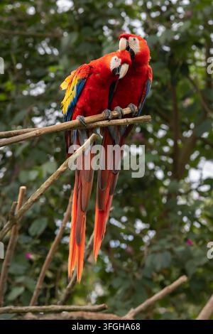 Ara scarlet (Ara macao), aussi appelé Ara rouge vif ou Arakanga, perroquet, paire, Amérique du Sud, Amérique centrale, Bali, Indonésie Banque D'Images