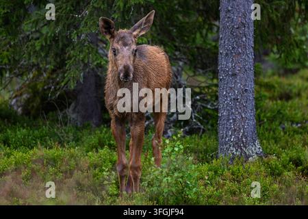 Un veau d'élan debout dans la forêt en Suède. Banque D'Images