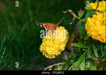 Prise macro en action d’un papillon de la dame aux ailes à moitié ouvertes posé et cherchant de la nourriture sur une fleur de souci jaune vif, capturant les détails de l’insecte Banque D'Images