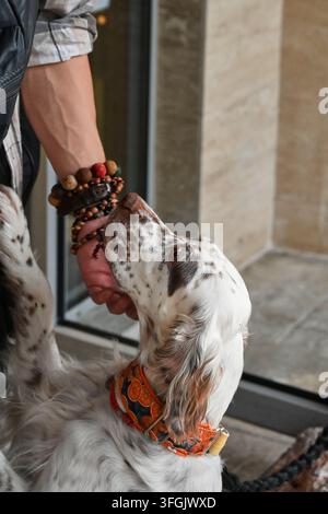 Prise de vue rapprochée d'un chien English setter tacheté debout sur ses pattes arrière, reniflant et frottant sa truffe contre la main ornée de perles colorées d'une personne Banque D'Images