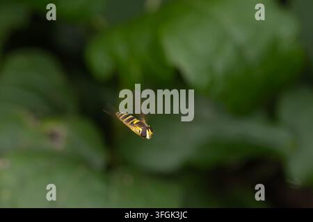 Photographie d'action rare d'une mouche à marmelade capturée en vol stationnaire. Image détaillée d'un important pollinisateur et insecte bénéfique à E Banque D'Images