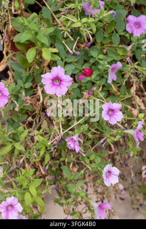 Fleurs de surfinia en fleurs dans un fond dense de pétunias montrant des pétales magenta et violets. Texture florale vibrante de jardin d'été en gros plan. Banque D'Images