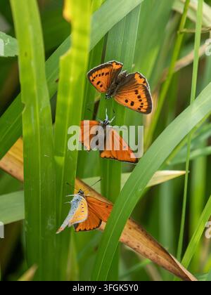 Papillon mâle Cuivré Grand sur une tige de roseau Banque D'Images