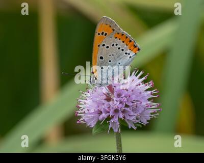 Papillon Grand Skipper femelle sur Menthe aquatique Banque D'Images