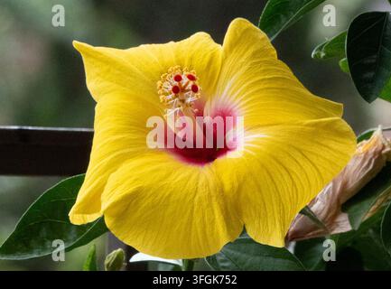 Une fleur d'hibiscus jaune vif (Hibiscus rosa-sinensis) avec un centre rouge foncé et un stigmate central proéminent Banque D'Images