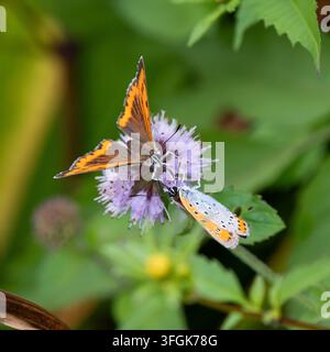 Grand papillon cuivré sur menthe aquatique Banque D'Images