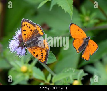 Grand papillon cuivré sur menthe aquatique Banque D'Images
