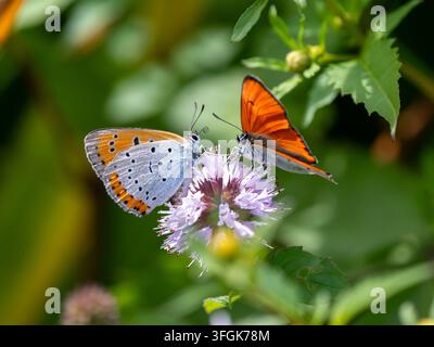 Grand papillon cuivré sur menthe aquatique Banque D'Images