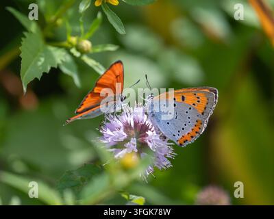 Grand papillon cuivré sur menthe aquatique Banque D'Images