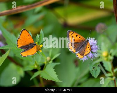 Grand papillon cuivré sur menthe aquatique Banque D'Images