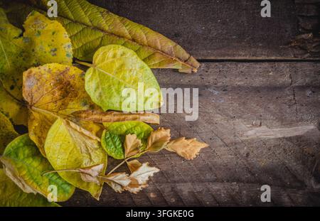 Composition en flat lay de feuilles d'automne colorées disposées sur une surface en bois sombre rustique dans l'Algarve, au Portugal Banque D'Images
