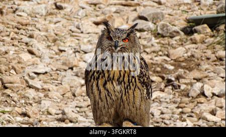 Portrait frontal d'une majestueuse chouette harfang aux yeux orange vifs devant un fond rocheux à Malaga, en Espagne. Banque D'Images