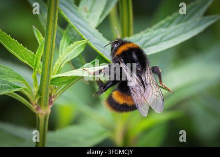 Un grand bourdon à queue fauve se nourrit de nectar provenant des plantes du jardin. Banque D'Images