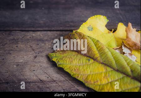 Gros plan macro d'arbres morts d'automne dans des tons de jaune et de vert reposant sur une surface en bois rustique et patiné Banque D'Images