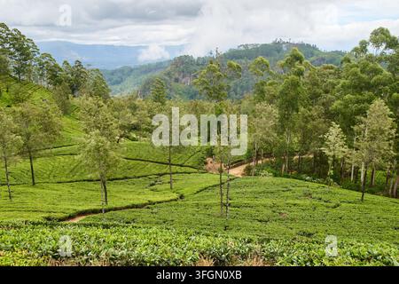 plantation de thé vert luxuriante sur les collines, champs agricoles vibrants avec des arbres dispersés et paysage montagneux, environnement naturel et durable Banque D'Images