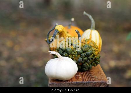 Groupe de courges ornementales colorées et de petits pots blancs disposés sur un banc en bois rustique, symbolisant l'abondance de la saison automnale et tha Banque D'Images