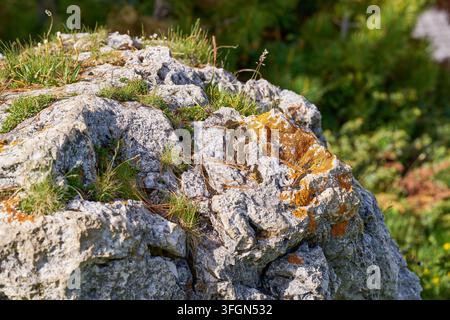 Gros plan d'un rocher recouvert de lichen orange. Banque D'Images