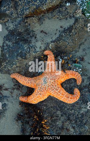 Étoile de mer ocre (Pisaster ochraceus), Stonefield Beach State Park, Oregon Banque D'Images