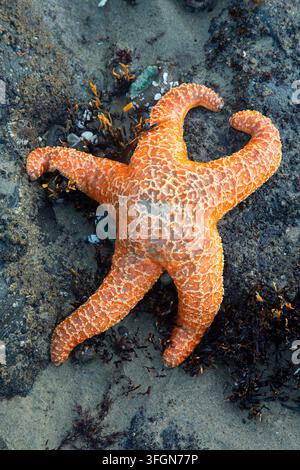 Étoile de mer ocre (Pisaster ochraceus), Stonefield Beach State Park, Oregon Banque D'Images