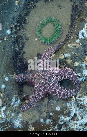 Étoile de mer ocre (Pisaster ochraceus), Stonefield Beach State Park, Oregon Banque D'Images