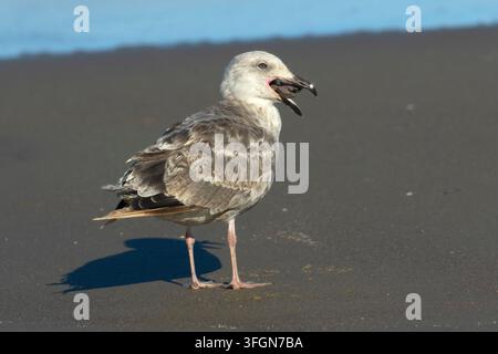 Mouette occidentale (Larus occidentalis) mangeant une étoile de mer ocre (Pisaster ochraceus), parc d'État de Stonefield Beach, Oregon Banque D'Images