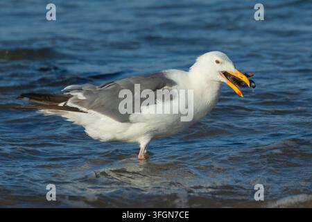 Mouette occidentale (Larus occidentalis) mangeant une étoile de mer ocre (Pisaster ochraceus), parc d'État de Stonefield Beach, Oregon Banque D'Images