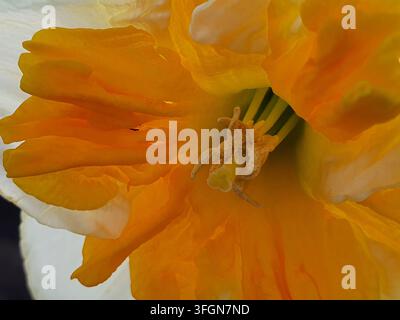 Extrême gros plan macro d'une fleur de jonquille (Narcissus) mettant en valeur des pétales orange vif et blanc avec des textures délicates et froissées. La Banque D'Images