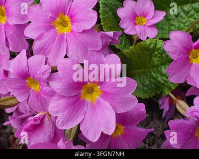 Photographie en gros plan de fleurs de primevère rose vif (Primula vulgaris) en pleine floraison avec des centres jaune vif. Plusieurs fleurs affichent une délicatesse Banque D'Images