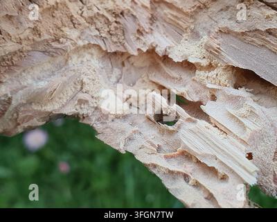 Photographie macro en gros plan de bois d'arbre en décomposition montrant la texture détaillée du bois pourri et les dommages causés par les insectes. L'image révèle des motifs complexes de Banque D'Images