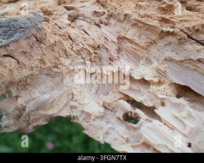 Photographie macro en gros plan extrême de bois ou écorce d'arbre usé et cassé montrant une texture fibreuse détaillée. L'image capture du bois éclaté Banque D'Images