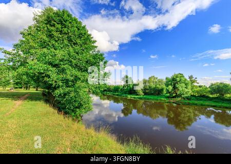 Arbre vert luxuriant se dressant au bord d'une berge calme. Le ciel se reflète parfaitement dans les eaux calmes et sombres Banque D'Images
