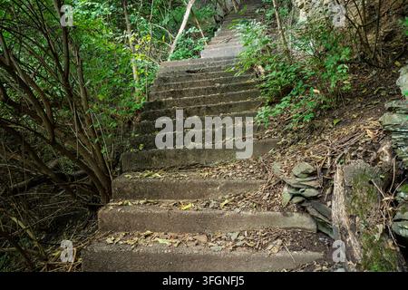 Anciens marches en béton couvertes de mousse abandonnées montent à travers une forêt dense et verte dans le Frick Park de Pittsburgh Banque D'Images
