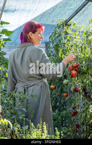 Femme aux cheveux rose vif cueillant soigneusement des tomates mûres sur de hautes plantes dans une serre baignée de lumière, soutenant les jardins durables et biologiques Banque D'Images