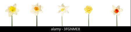 Concept de printemps et de renouveau, collection de diverses fleurs de jonquilles jaunes et blanches isolées sur un fond blanc propre pour un design saisonnier Banque D'Images