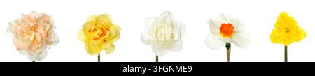 Renouvellement printanier et beauté florale, collection de diverses jonquilles de différentes couleurs et formes isolées sur un fond blanc propre Banque D'Images