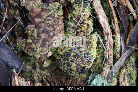 Macro rapprochée de cônes de conifères en décomposition recouverts de mousse verte luxuriante parmi la litière de feuilles et les brindilles sur le sol de la forêt de la forêt pluviale valdivienne, Ch Banque D'Images