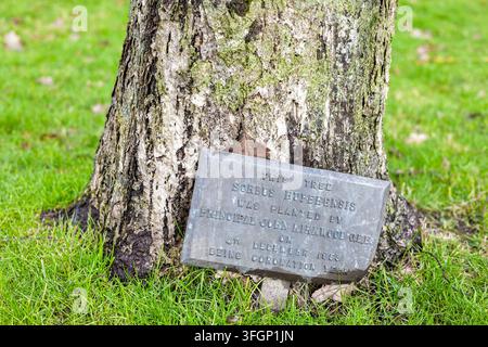 AYR, Royaume-Uni - 8 décembre 2025 : Plaque en ardoise érodée appuyée contre la base d’un tronc d’arbre mature, indiquant la plantation par le directeur John Kirkwood le 4 décembre Banque D'Images