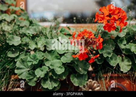 Des fleurs de géranium rouge vif éclosent à côté de feuilles vertes luxuriantes sur une terrasse ensoleillée, avec une chaise en osier, un coussin rouge, une table de jardin et une fenêtre chaude créant une Banque D'Images
