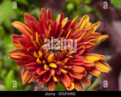 Belle vue rapprochée d'une chrysanthème vibrante à plusieurs couches montrant des pétales rouges et jaunes Banque D'Images