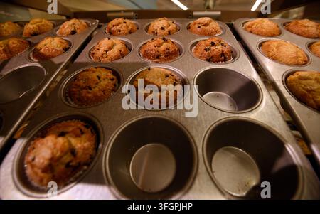 Muffins aux myrtilles fraîchement cuits au four refroidissant dans des plateaux métalliques dans une cuisine de boulangerie commerciale Banque D'Images