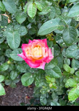 Rose vive rose et jaune fleurissant dans un buisson de jardin Banque D'Images
