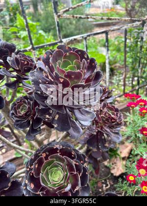 Succulente aeonium violet foncé poussant dans un jardin Banque D'Images