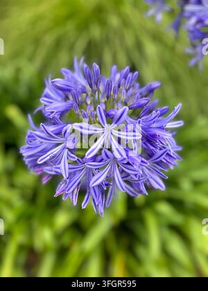 Fleur d'agapanthe rayée violette en pleine floraison dans un jardin luxuriant et vert Banque D'Images