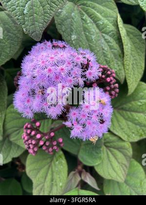 Abeilles pollinisant des fleurs et des boutons violets duveteux dans un jardin Banque D'Images
