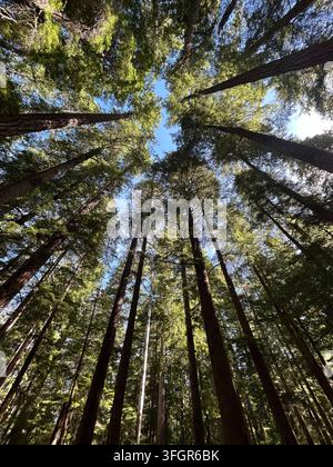Regard vers le haut des arbres éternels et de la canopée à Washington Banque D'Images