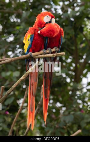 Ara scarlet (Ara macao), aussi appelé Ara rouge vif ou Arakanga, paire, perroquet, Amérique du Sud, Amérique centrale, Bali, Indonésie Banque D'Images